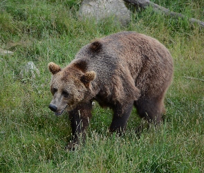 Brunatny, Trawa, Niedźwiedź