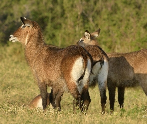 Antylopy, Trawa
