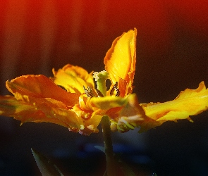 Tulipan, Żółty