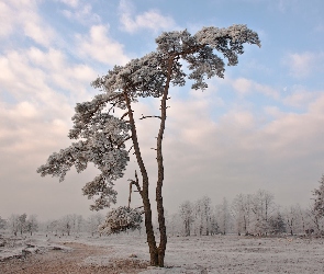 Droga, Śnieg, Drzewa