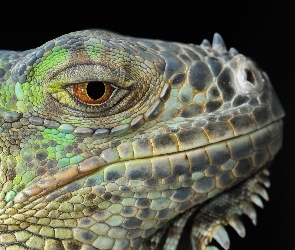 Iguana