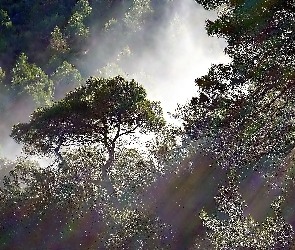 Las, Przebijające Światło, Poranek, Mgła