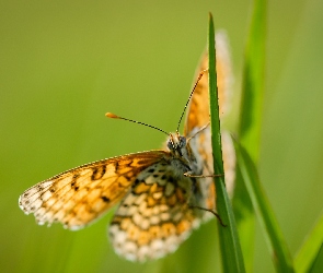 Tło, Zielone, Motyl, Trawa