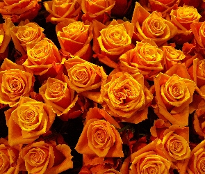 Kwiaty, Róże