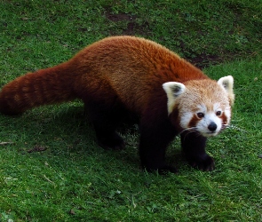 Pandka ruda, Łąka, Czerwona