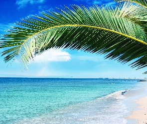 Palmy, Liść, Plaża, Morze