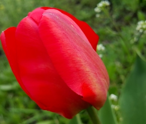 Czerwony, Tulipan