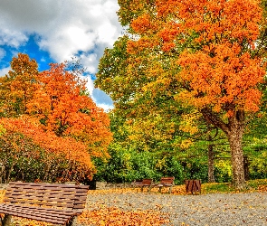Drzewa, Ławki, Jesień, Park