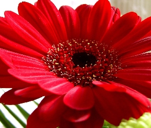 Czerwona, Gerbera