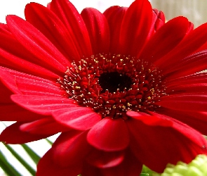 Gerbera, Czerwona