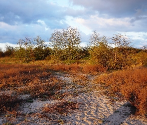 Chmury, Drzewa, Pole, Rośliny