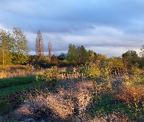 Polana, Chmury, Niebo, Rośliny