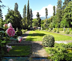 Ogród, Róże, Krzewy, Drzewa, Pałacowy