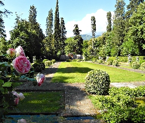 Ogród, Róże, Krzewy, Drzewa, Pałacowy