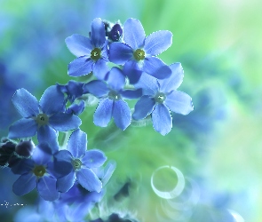 Niezapominajki, Kwiaty, Niebieskie