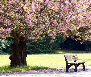Drzewo, Wiosna, Park, Ławka, Kwitnące