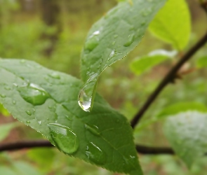 Zielone, Deszczu, Krople, Liście, Mokre