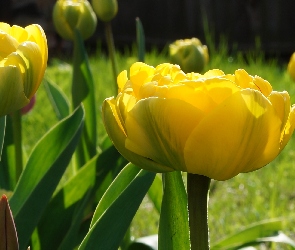 Wiosenne, Kwiaty, Żółte, Tulipany