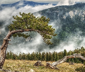 Drzewo, Mgła, Góry, Las
