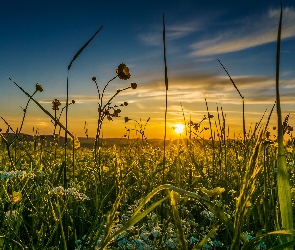 Wschód słońca, Kwiaty, Trawa, Niebo, Łąka