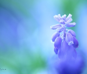 Niebieski, Kwiat, Szafirek