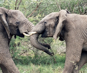 Słonie, Spotkanie