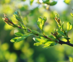 Gałązka, Listki, Roślina, Zielone