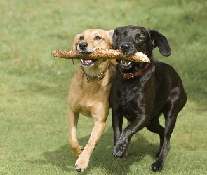 Łąka, Kij, Labrador Retriever, Psy, Przyjaciele, Zabawa