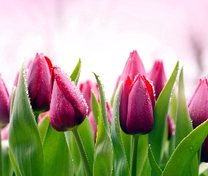 Tulipany