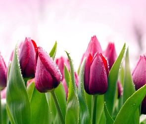 Tulipany
