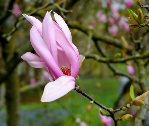Gałązki, Magnolii, Różowy, Kwiat