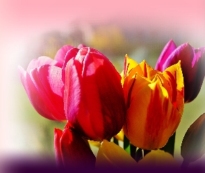 Tulipany , Efekty Graficzne