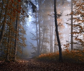 Las, Światło, Przebijające, Mgła, Jesień