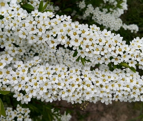 Krzewu, Tawuła japońska, Kwiaty, Białe, Gałązki