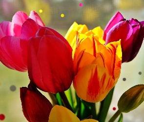 Kropki, Tulipany