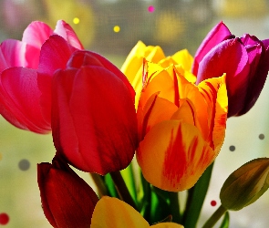 Tulipany, Kropki