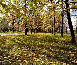 Jesień, Rosja, Park, Moskwa