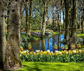 Park, Wiosna, Kwiaty, Rzeka
