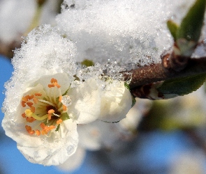 Śliwy, Wiosna, Śnieg, Gałązka, Kwiat