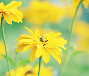 Żółte, Owad, Kwiaty