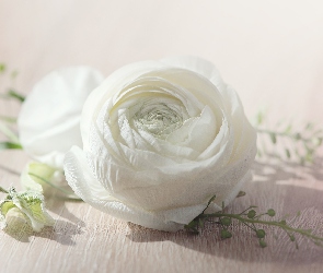 Biały, Jaskier, Kwiat