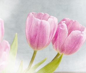 Różowe, Tulipany
