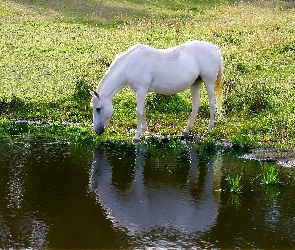 Biały, Koń, Wiosna, Jezioro, Pojenie, Łąka