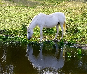 Wiosna, Pojenie, Koń, Biały, Łąka, Jezioro