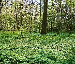 Drzewa, Wiosna, Rośliny, Zieleń, Las