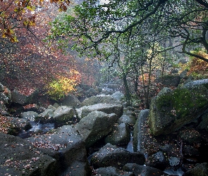 Jesień, Kamienie, Las