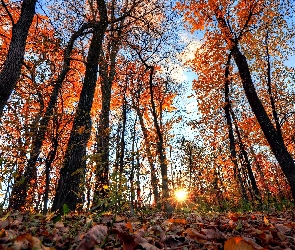 Las, Słońce, Promienie, Liście, Jesień