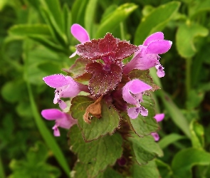 Różowe, Kwiatki, Jasnota Purpurowa