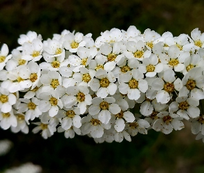 Tawuła, Kwiaty, Krzew, Białe