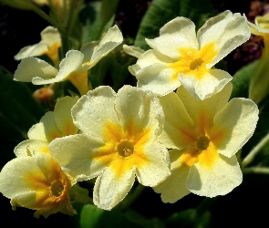 Kwiaty, Pierwiosnek, Przyroda
